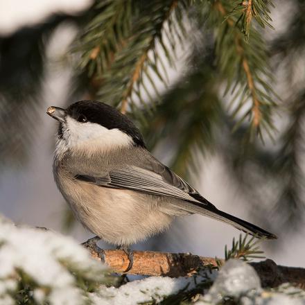 La “mésange alpestre” vit dans les forêts de conifères dans les Alpes et le Jura.