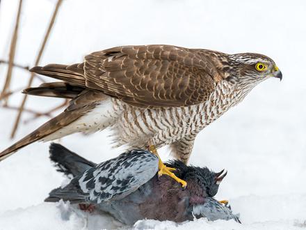 La femelle, plus grande, s'attaque à des proies plus grosses : grives, merles, étourneaux mais aussi des pies et des pigeons ramiers...