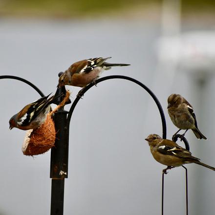 En dehors de la période de reproduction, le pinson des arbres peut se rassembler en grand groupe avec d'autres espèces.