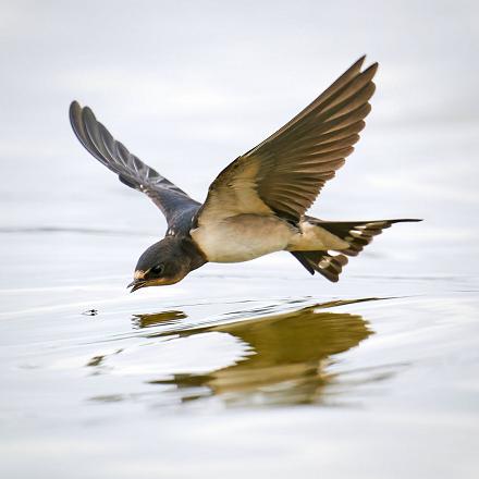 Elle s'abreuve en plein vol, en recueillant l'eau dans sa bouche, au ras de l'eau.