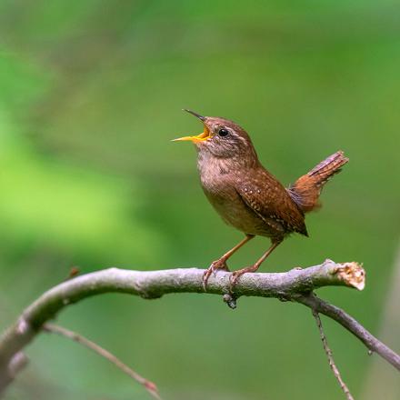 Le troglodyte mignon est petit mais il a du coffre avec son chant puissant.