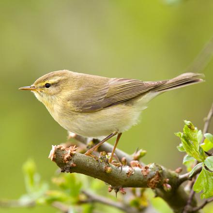 Le pouillot fitis a le plumage gris-brun avec parfois des nuances verdâtres.