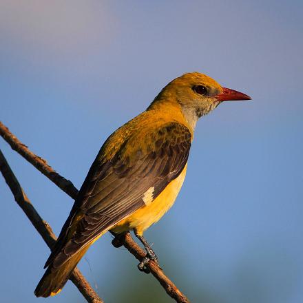 Il fera sa migration en pleine nuit.