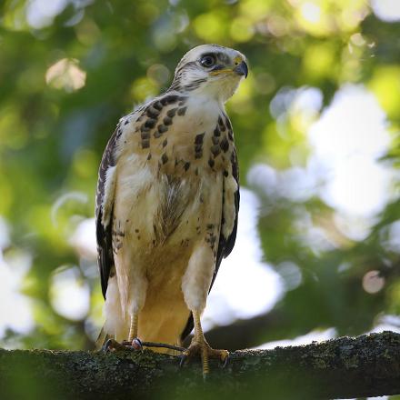 La période de reproduction de la buse variable s'étend de mars à juin. Ici un juvénile...