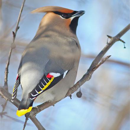 avec des couleurs vives sur les ailes et la queue : jaune, rouge, blanc et noir.