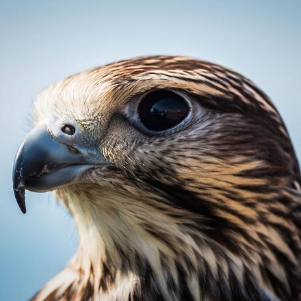 Son bec est crochu et tranchant, typique des rapaces.