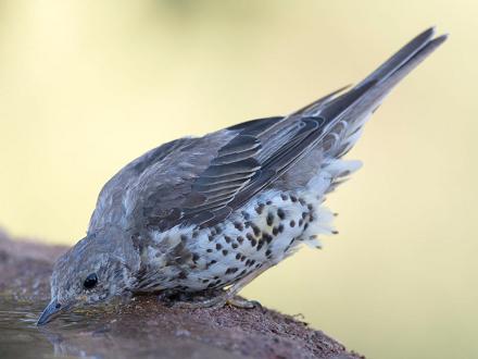 Le dessus du corps de la grive draine est brun-gris.