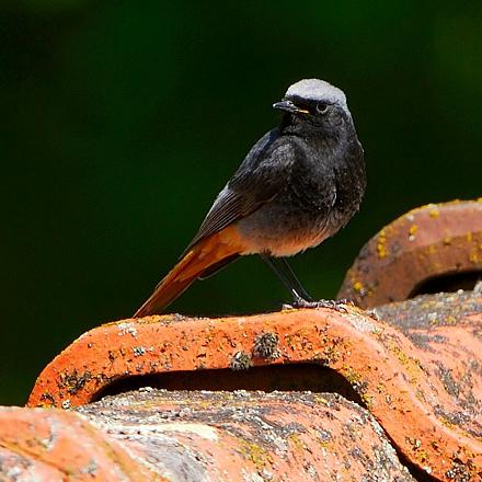 On le trouve aussi dans les villes et villages, dans les trous de murs, toitures, poutres qui remplacent son habitat d'origine.