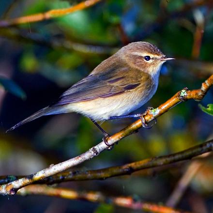 Il est de la taille d'une mésange bleue.