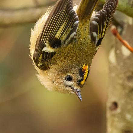 Le roitelet huppé est toujours en mouvement, en pleine acrobatie en haut des arbres.