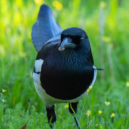 La pie bavarde est omnivore. Elle mange des insectes, limaces, fruits, graines, déchets, charognes...