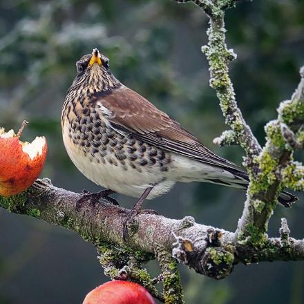 Elle viendra au jardin à la fin de l'hiver, quand elle manquera de fruits. On l'attire avec des pommes piquées sur les branches.