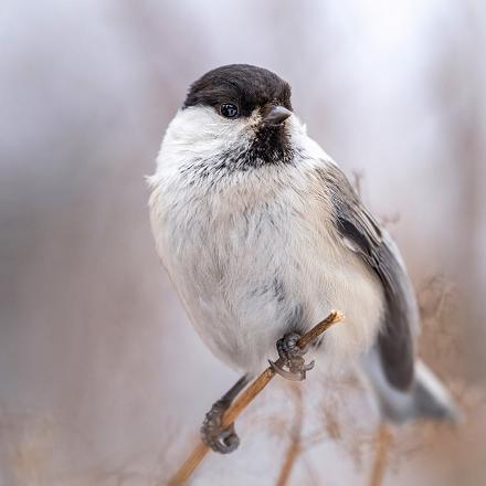 La boréale chante moins vite que la nonnette et les notes sont plus étirées (2 à 7 notes répétées). « tiu tiu tiu tiu tiu tiu » Attention!!! On entend aussi des cris 