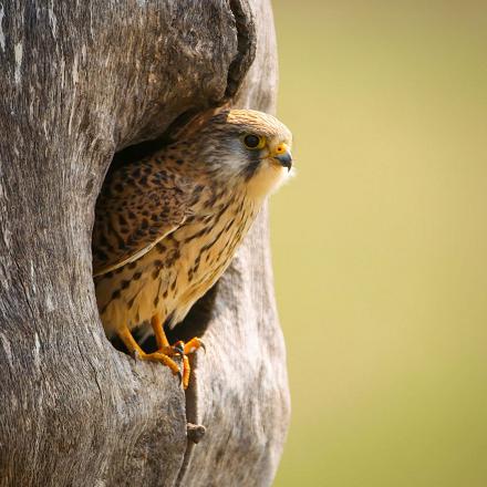 Il niche dans les arbres, bâtiments, rochers, nids abandonnés de pies ou corneilles ou nichoirs.