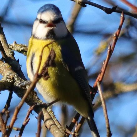 Le chant de la mésange bleue commence par 1 à 3 notes aiguës, suivie d'un trille rapide et « liquide ». 