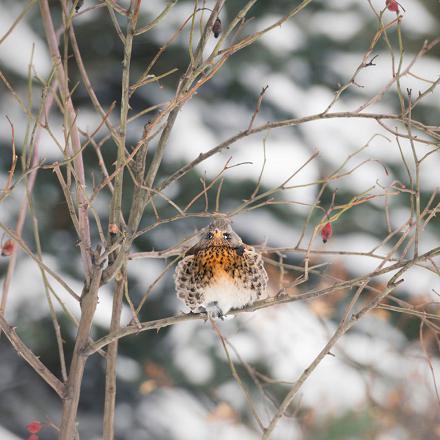 En hiver on la remarque parfois se percher pour dormir. Ici, un juvénile...