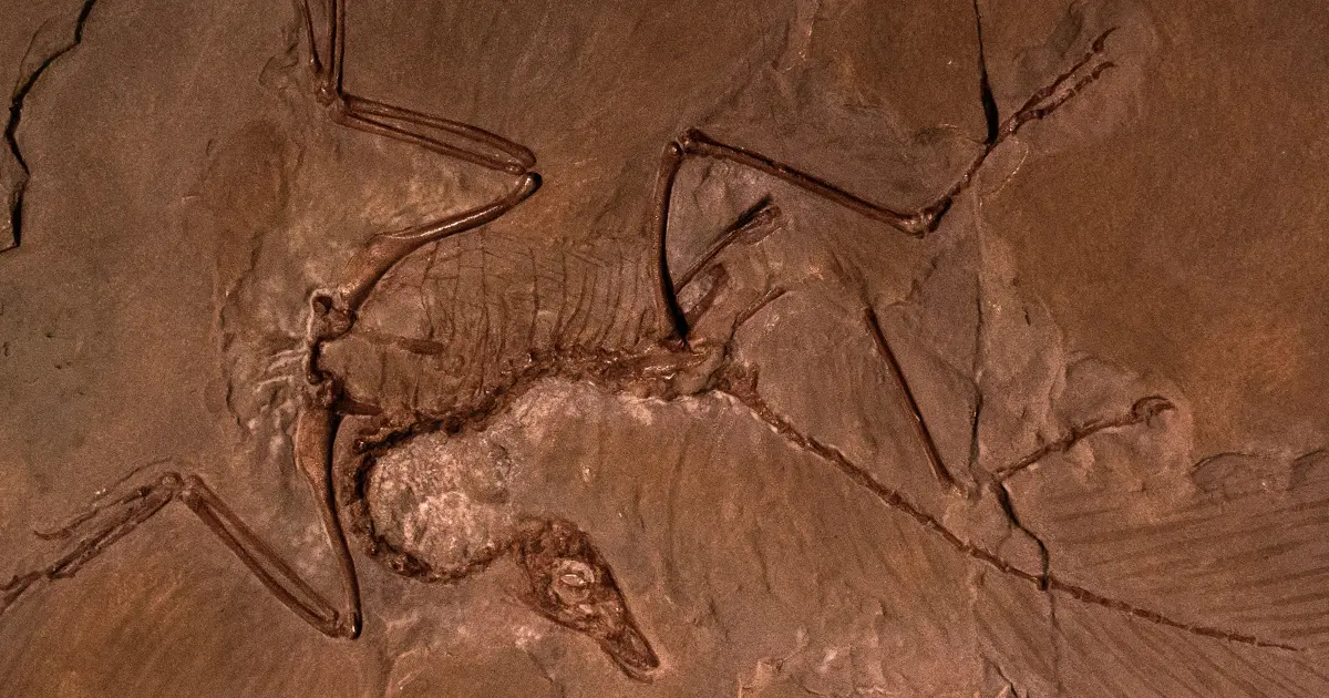 archaeopteryx oiseau dinosaure 1