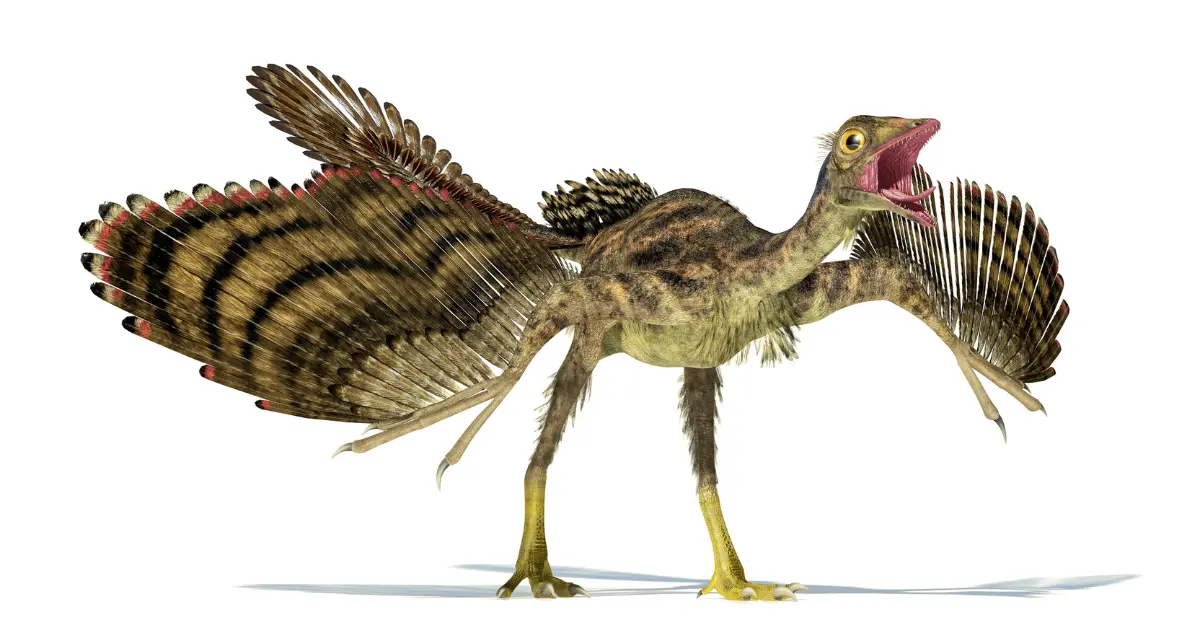 archaeopteryx oiseau dinosaure 2