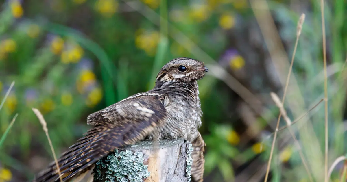 Aves que cantan de noche: Una guía completa