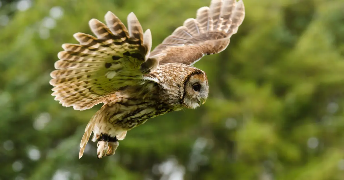 oiseau chant nuit 3