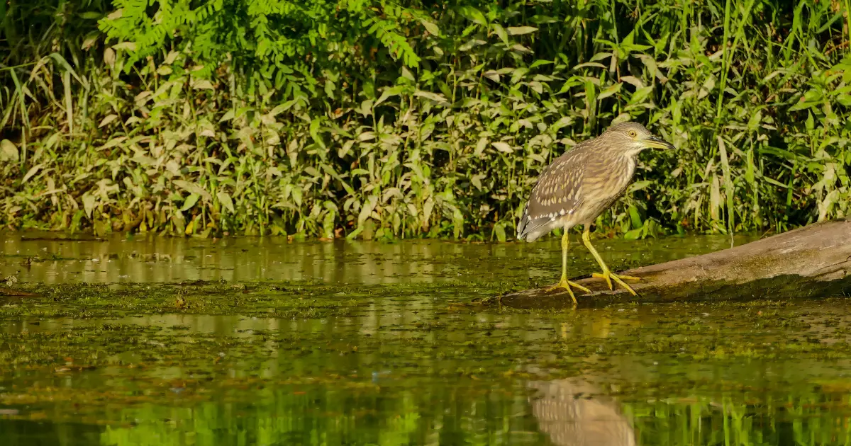 oiseau chant nuit 4