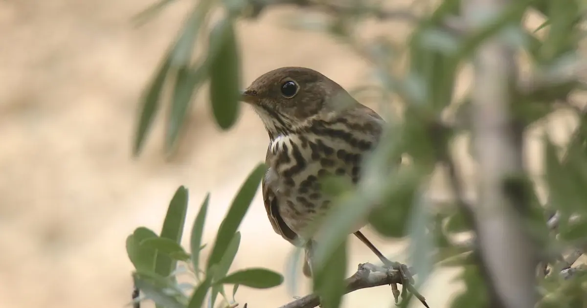 oiseau chant nuit 5