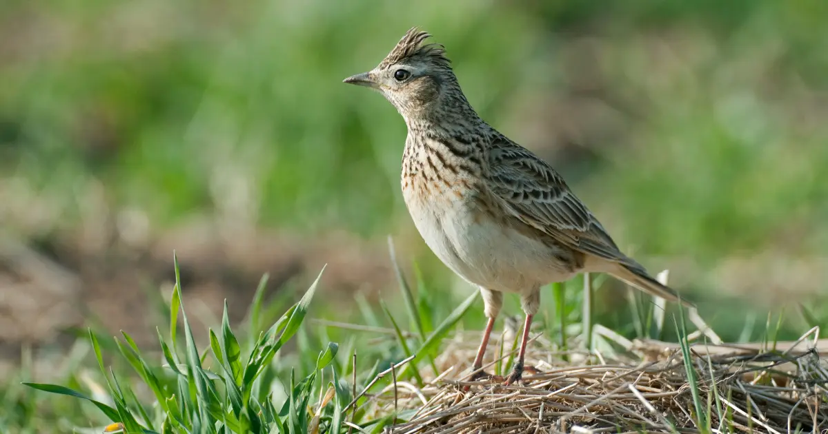 oiseau chant nuit 6