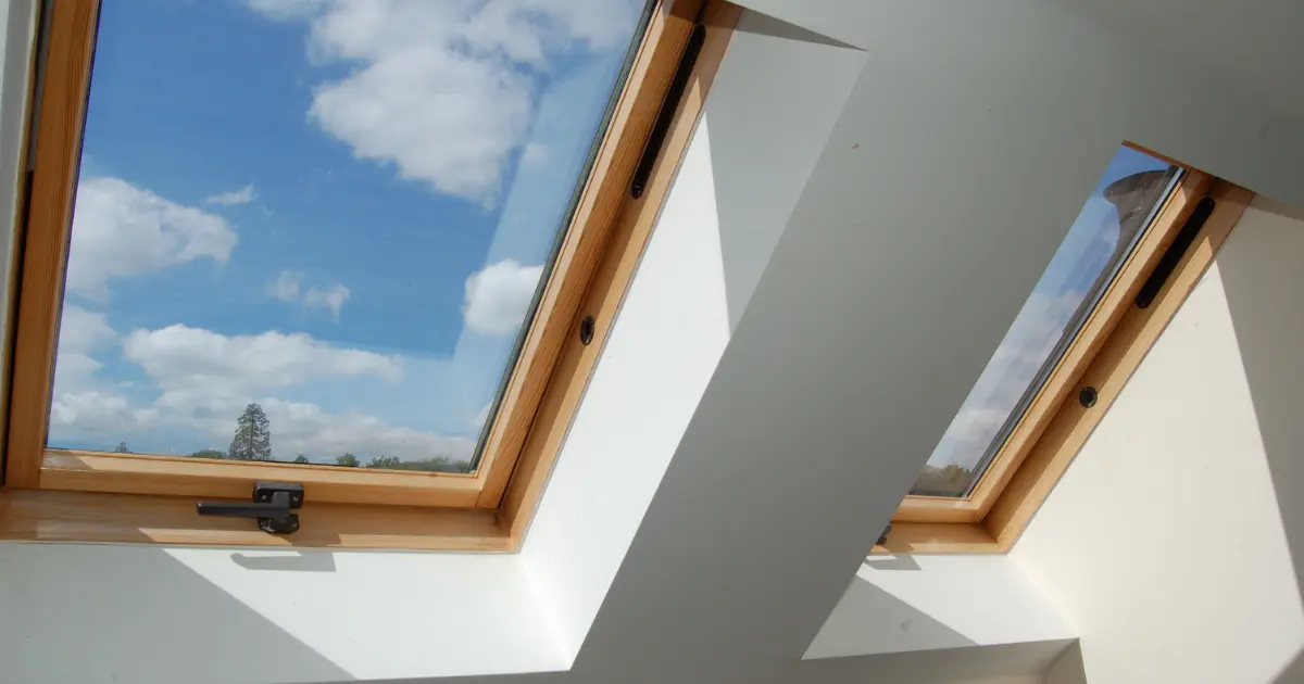 Bird hitting a window