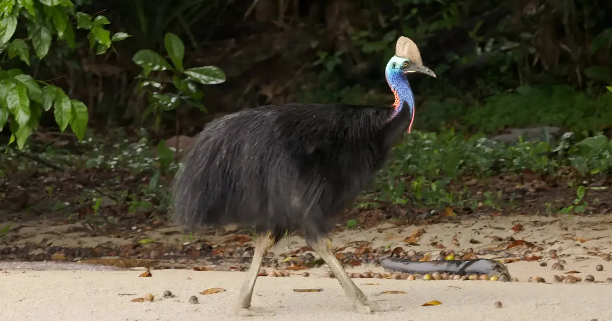 oiseaux qui ne volent pas 10