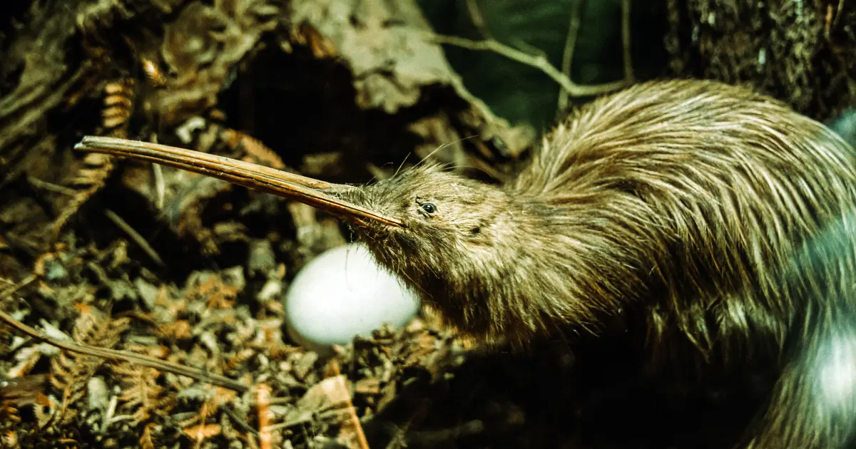 oiseaux qui ne volent pas 3