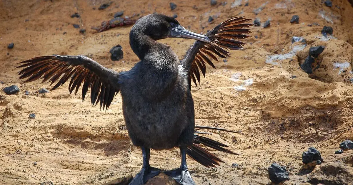 oiseaux qui ne volent pas 5