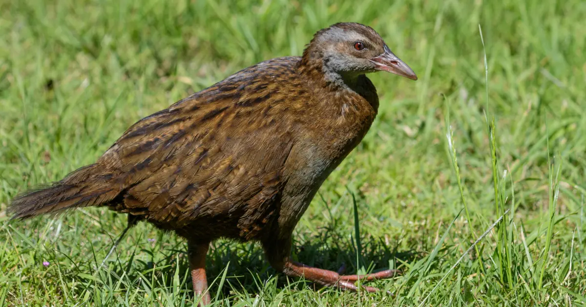 oiseaux qui ne volent pas 6