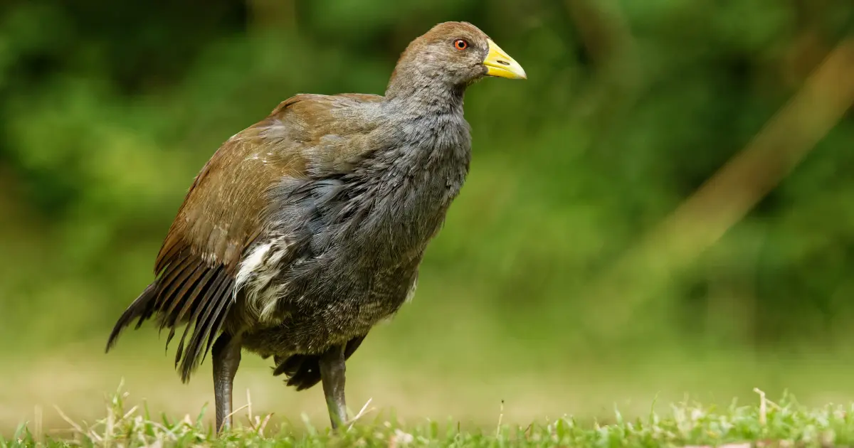 oiseaux qui ne volent pas 8