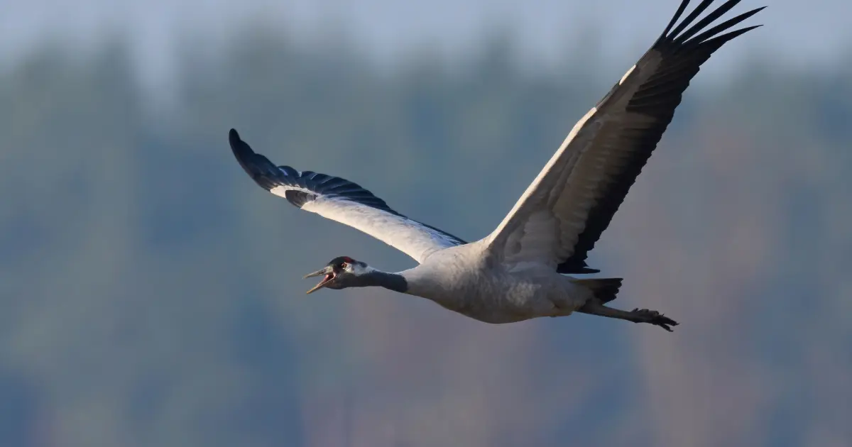 oiseaux vol haut 2