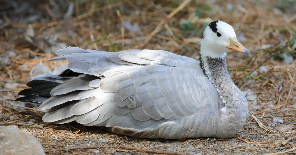 oiseaux vol haut 3