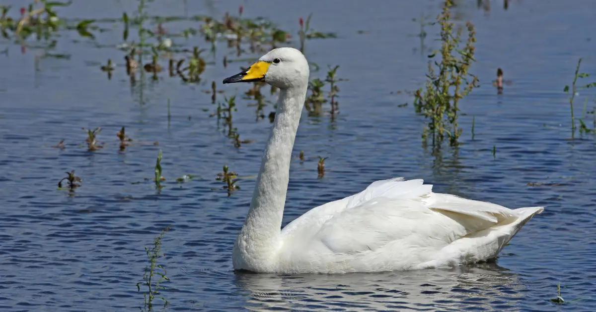 oiseaux vol haut 4