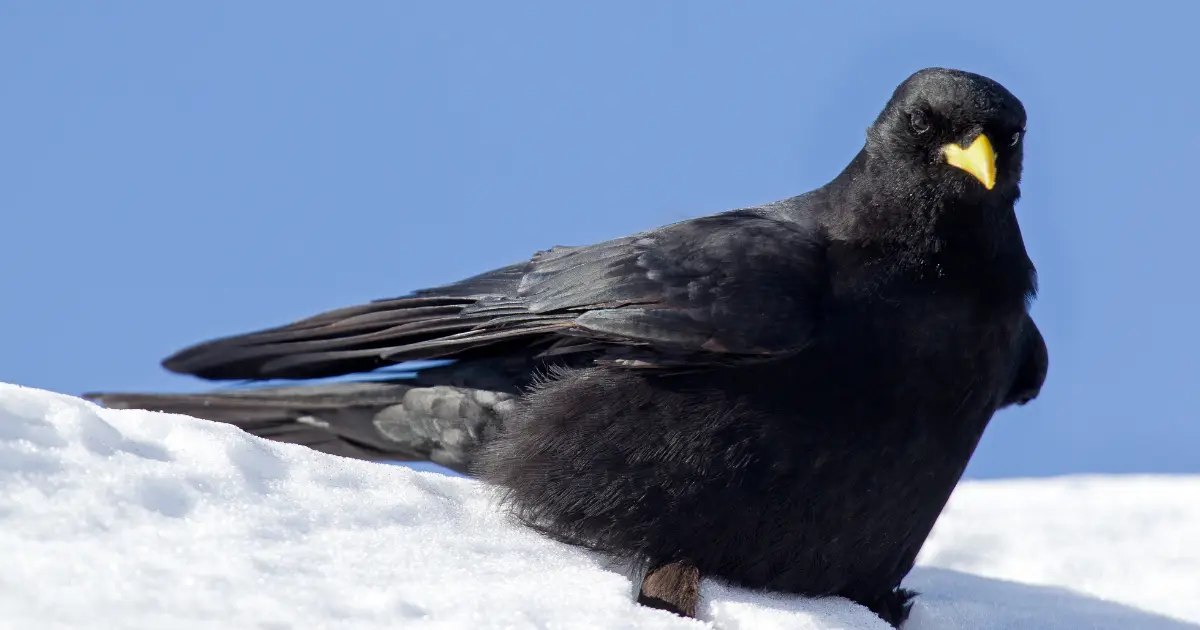 oiseaux vol haut 5