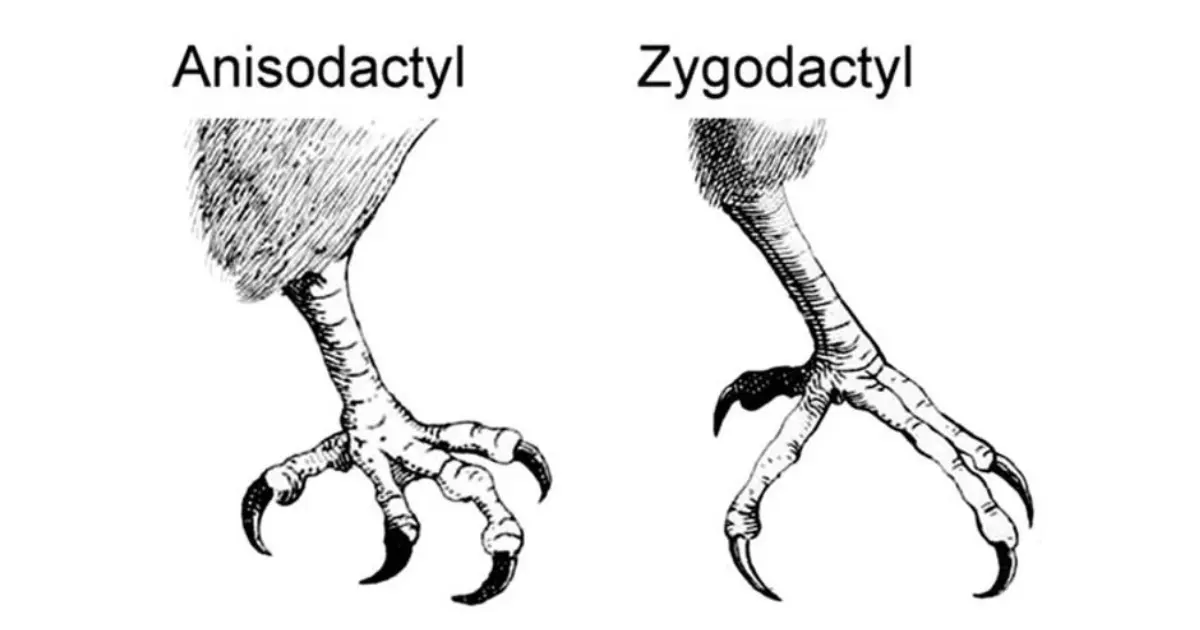 phylogenie oiseaux 3