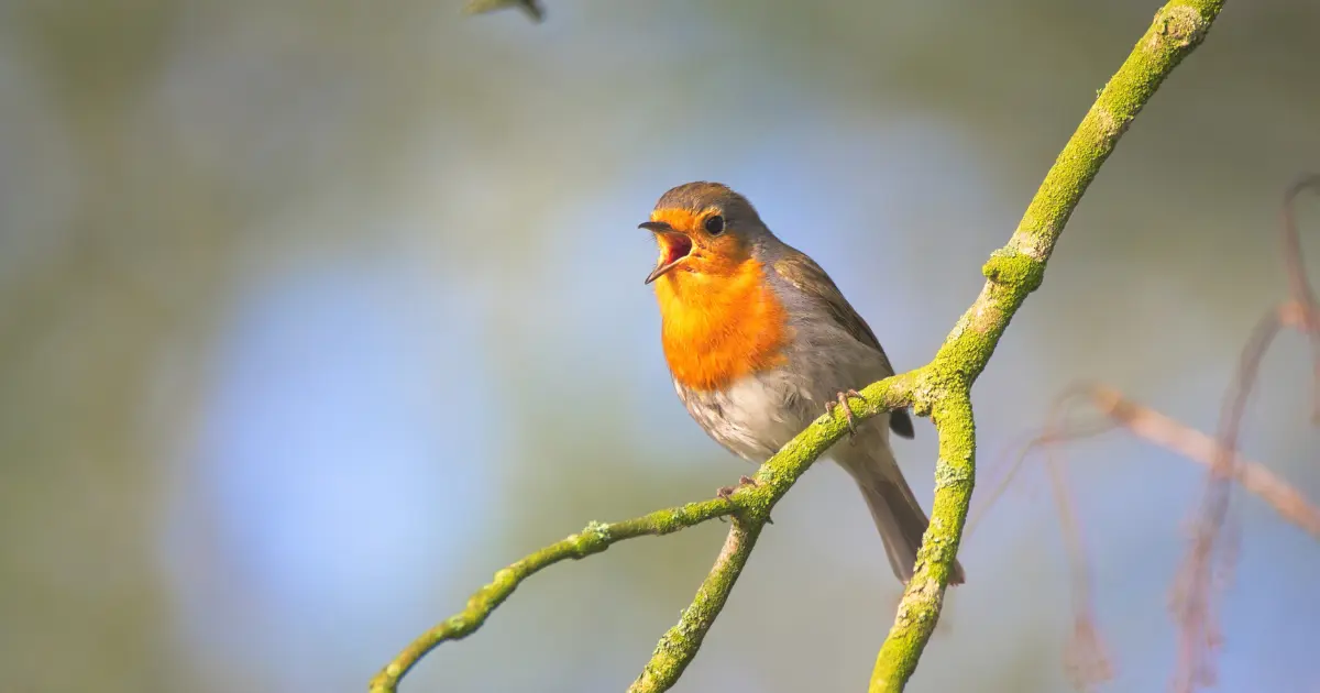 pourquoi oiseaux chantent 1