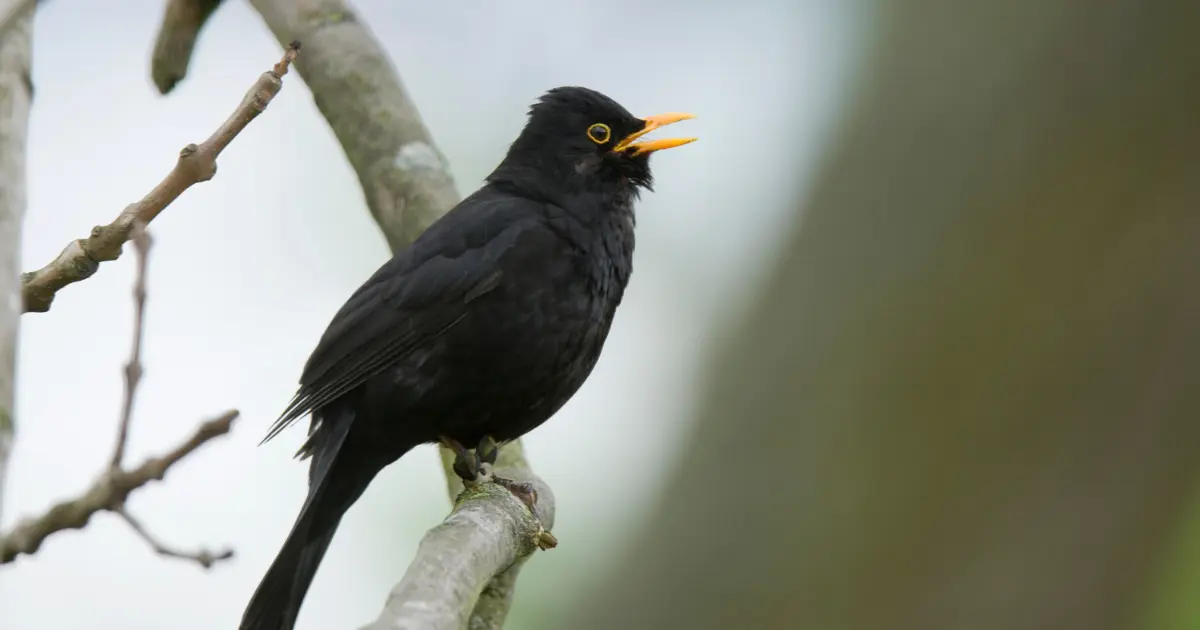 pourquoi oiseaux chantent 2