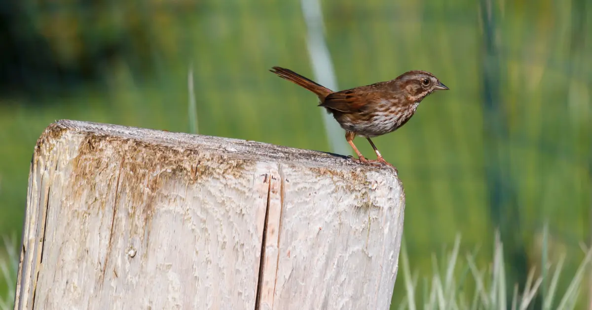 pourquoi oiseaux chantent 6