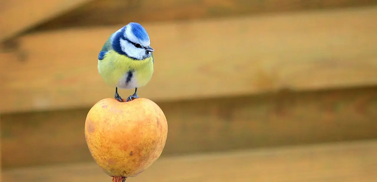 Beschreibung der Blaumeise: Aussehen, Gesang und Lebensweise