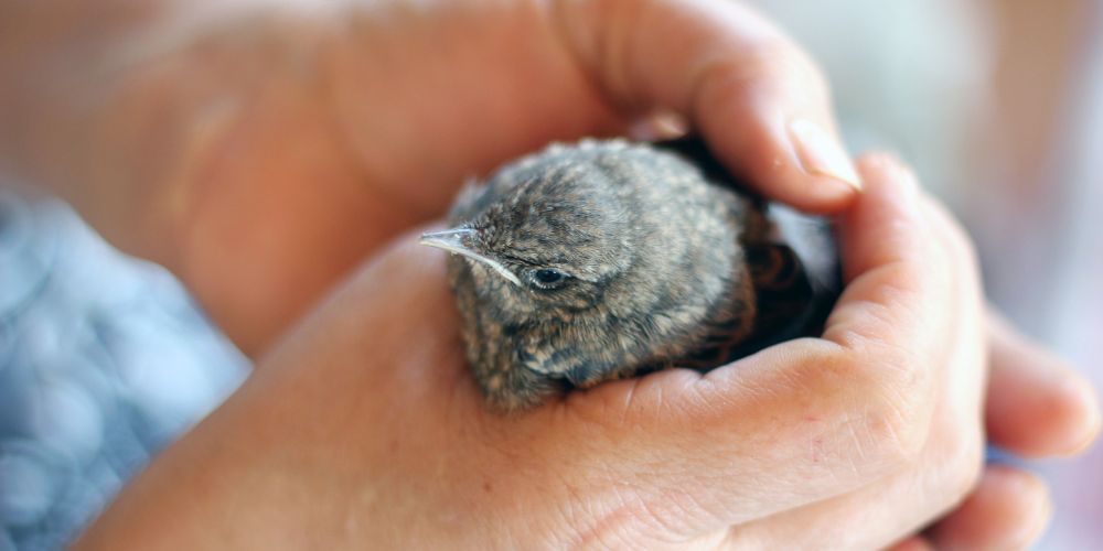 4 ÉTAPES POUR BIEN NOURRIR UN OISILLON TOMBÉ DU NID