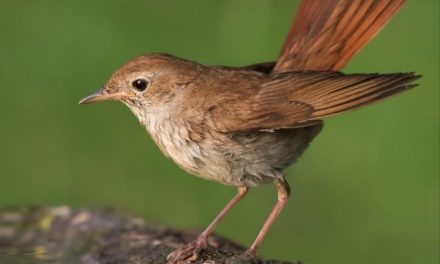 Comment reconnaître le rossignol ?