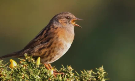 All About the Dunnock: Song, Habitat, and More