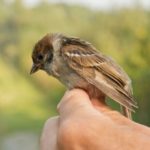 4 étapes pour bien nourrir un oisillon tombé du nid