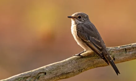 Il pigliamosche: caratteristiche, habitat e abitudini