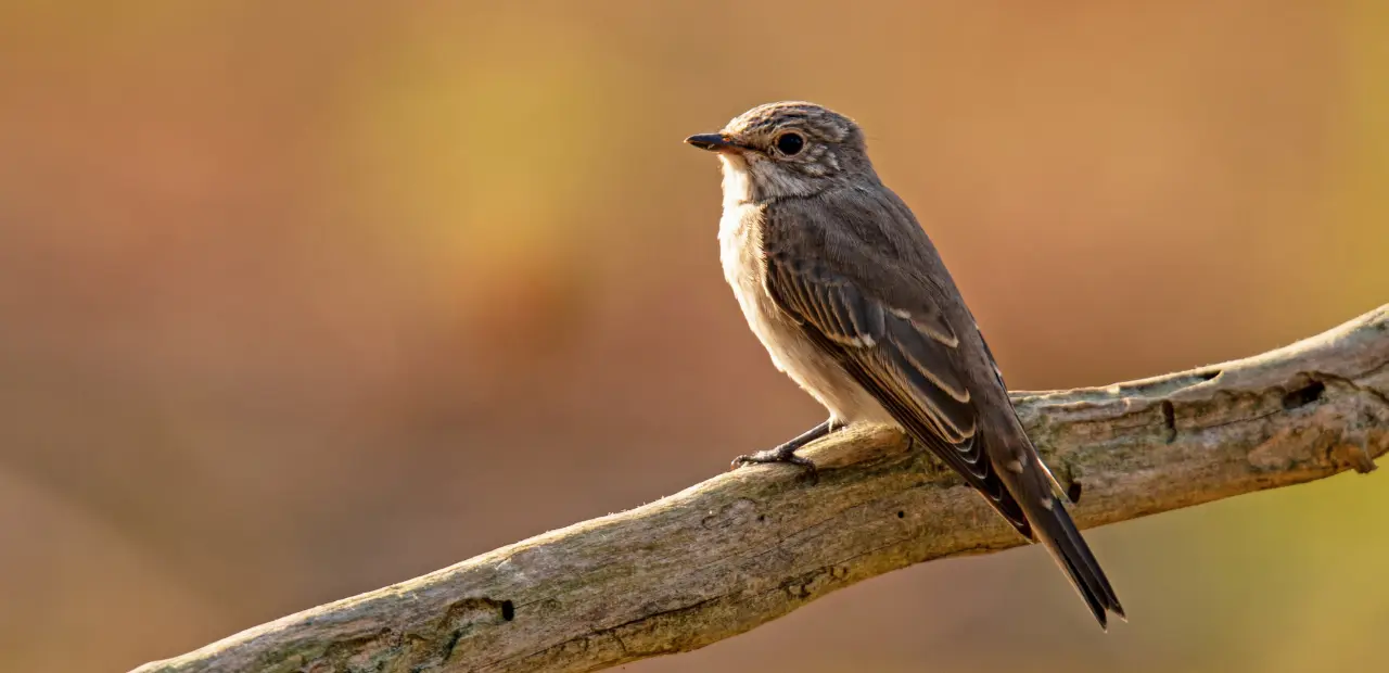 Il pigliamosche: caratteristiche, habitat e abitudini