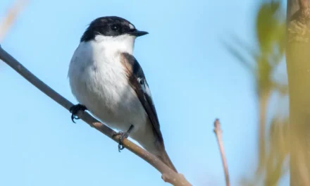 European Pied Flycatcher: A Guide to Its Life and Behavior