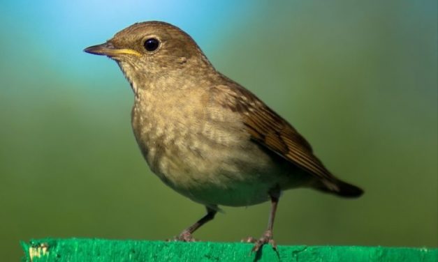 Comment reconnaître la fauvette des jardins ?